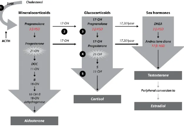 Figure  II-3.  Stéroïdogenèse  surrénalienne.  Le  cholestérol  pénètre  la  mitochondrie  grâce  à  la  protéine  de  transport  StaR