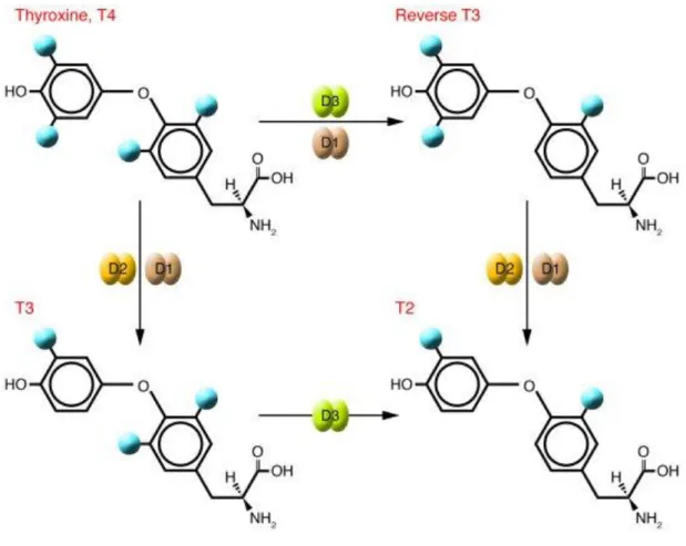 Figure III-2. Action des déiodinases sur les hormones thyroïdiennes. (D’après http://www.jci.org)