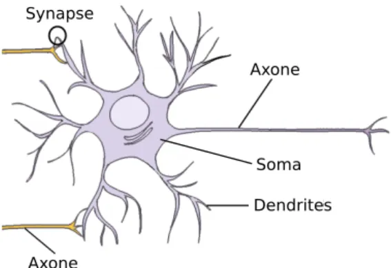Figure 1.1  Structure schématique d'un neurone archétypique. La synapse est la zone précise de connexion entre l'axone d'un neurone (dit pré-synaptique) et les dendrites d'un autre neurone (dit post-synaptique).