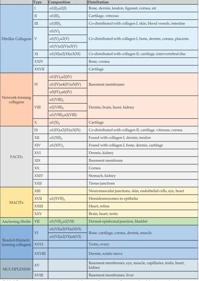 Table 2 Types and composition of the currently known collagens, as well as examples of the tissues where they are  most commonly found