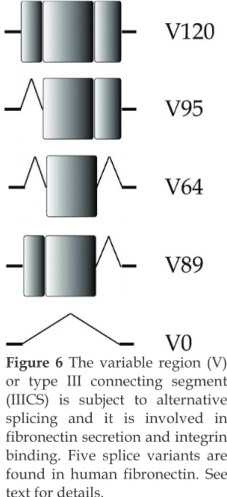 Figure 6 The variable region (V)  or type III connecting segment  (IIICS) is subject to alternative  splicing and it is involved in  fibronectin secretion and integrin  binding