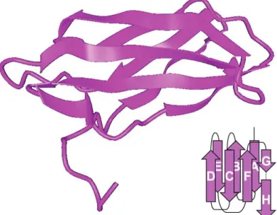 Figure 8 NMR-generated spatial structure of Extra  Domain B according to Fattorusso et al 1999