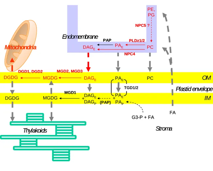 Figure 1. Lipid metabolism and trafficking connected to galactolipid synthesis in the  chloroplast envelope