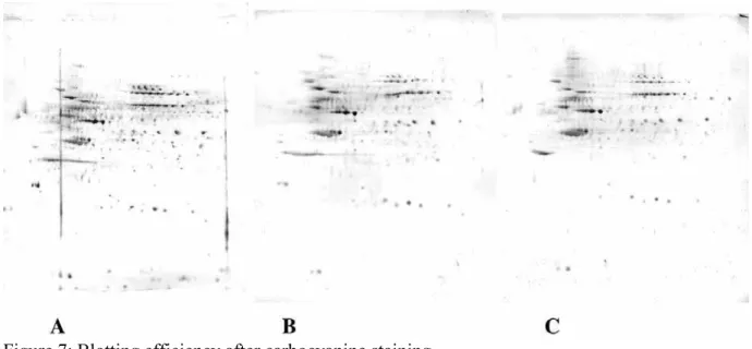 Figure 7: Blotting efficiency after carbocyanine staining 