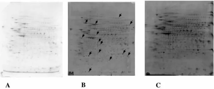 Figure 8: Comparison of staining by different methods. 