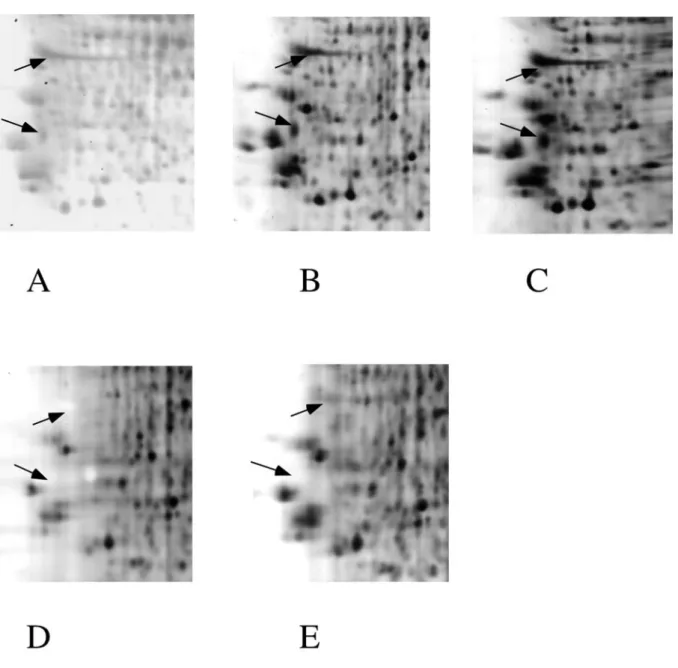 Figure 2: Detail of silver staining in the acidic region. 