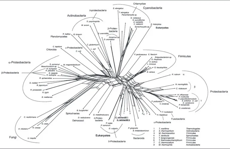 FIGURE 7. Neighbor-Net analysis of ACK sequences. Sources of sequences are as given. Phytophthora ramorum (Contig 21 in Scaffold 4 nucleotides 413776 – 415071), P