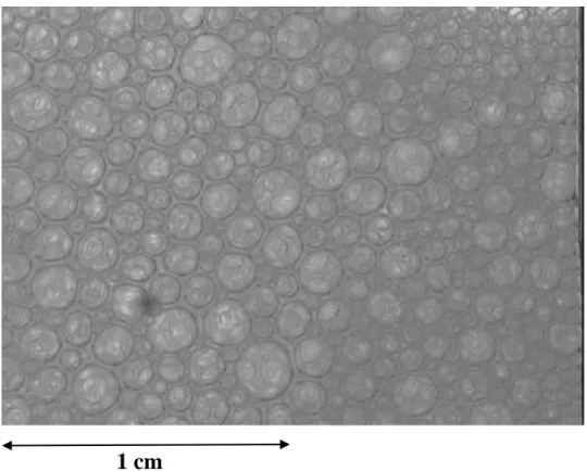 Figure  3:  Photos  of  a  foam  area  of  2  cm  x  1.5  cm.  Pectin  concentration  1g/L,  protein  concentration 0.1 g/L