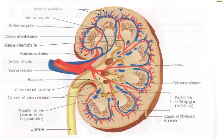 Figure 1: Rein droit avec l'artère rénale en rouge, le veine rénale en bleue et l'uretère  en jaune 
