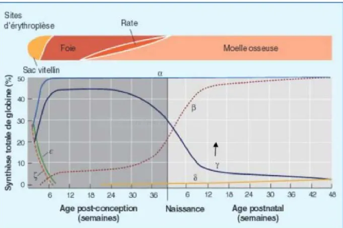 Figure 3 : La synthése et l’évolution d’hémoglobine selon l’âge (Joly et al, 2014).