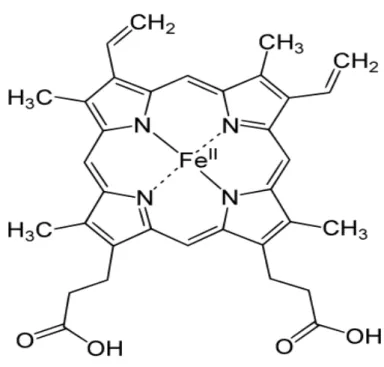 Figure 5 : Structure de l’hème  ( Menguel, 2012). 
