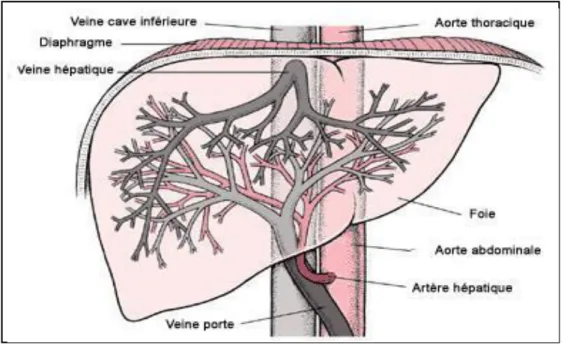 Figure 3  : Système des vaisseaux et conduits intra hépatiques 