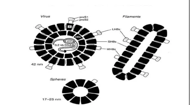 Figure 4 : Virus de l’hépatite B observé en microscopie électronique. (D’après Wagner, A  et al., 2004) 