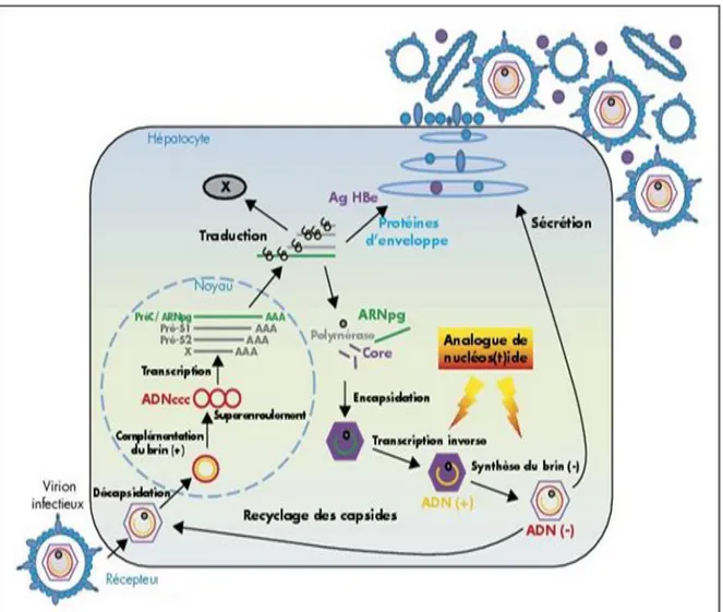 Figure 7 : Cycle de réplication du virus de l’hépatite B (D’après Zeba, T, A, 2012) 