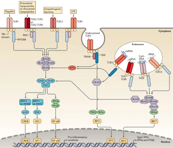 Illustration  2.  Representation  of  the  TLR  signalling  pathways.  The  different  types  of  TLRs  present extra- and intra- cellularly are presented in association with their individual ligands