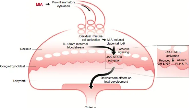 Illustration  3.  Representation  of  the  mechanisms  involved  in  the  dysregulaton  of  the  placental  immune  environment,  as  a  result  of  Poly(I:C)  injection  in  pregnant  dams