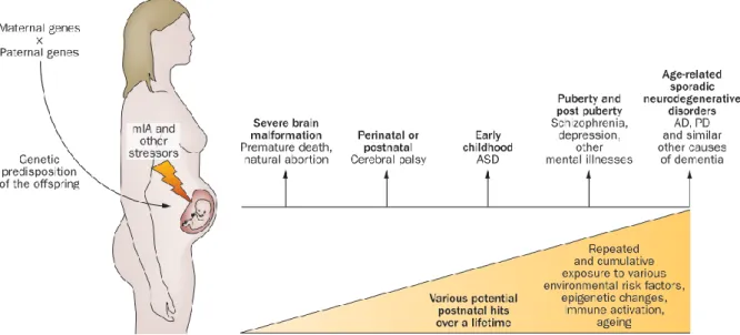 Illustration  7.  The  maternal  immune  activation  chain  of  events,  leading  to  the  onset  of  neurodevelopmental disorders