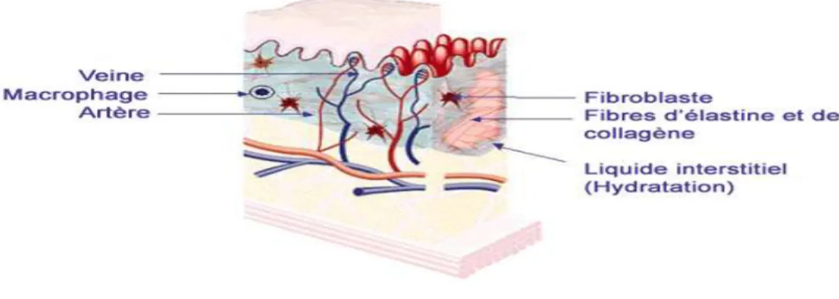 Figure 04 : le derme  c. L’hypoderme:  