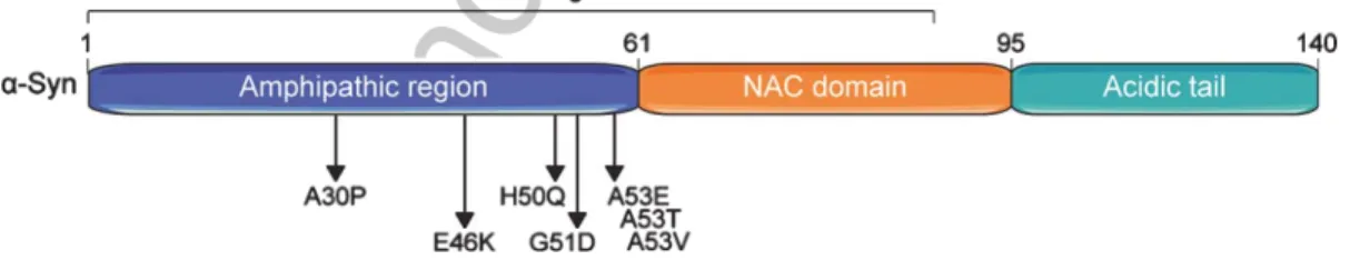 Fig. 1. Domain structure of the human alpha-synuclein ( ␣ -Syn) protein. ␣ -Syn comprises three basic domains: an N-terminal amphipathic region, a central non- ␤ -amyloid component (NAC) domain, and a C-terminal acidic domain