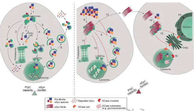 Fig. 2. Targeting and processing of alpha-synuclein ( ␣ -Syn) by protein quality control (PQC) pathways