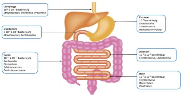 Figure 3:  Microbiote intestinal et répartition le long du tractus digestif (Goulet, 2009) 