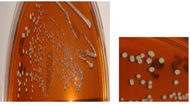 Figure 11: Observation macroscopique de la  souche SS1 cultivée  sur milieu MRS 