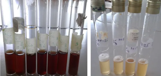 Figure 16 : Résultats du test de croissance à  NaCl 2.5%. 