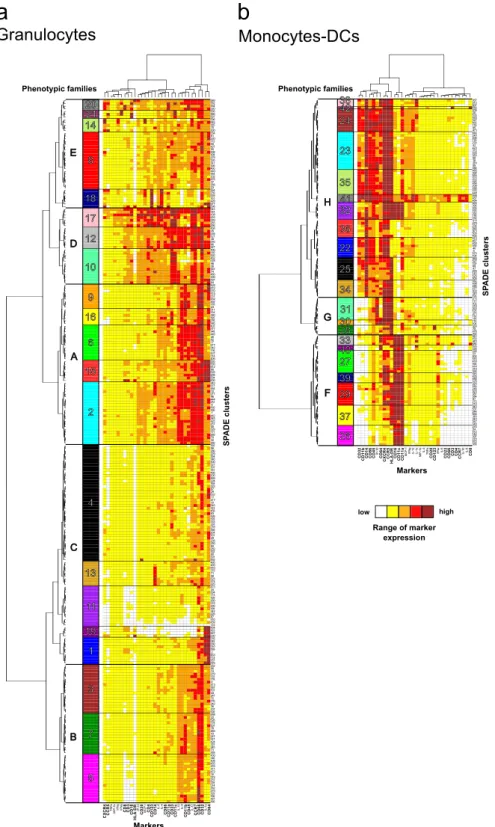 Figure 4.  High phenotypic diversity of granulocytes and monocytes-DCs. Hierarchical clustering of markers  and (a) granulocytes or (b) monocytes-DCs clusters were computed and represented as heatmaps