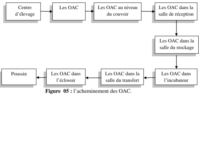 Figure  05 : l’acheminement des OAC. 