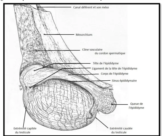 Figure 2:  Testicule et épididyme gauches du cheval. Conformation et moyen de fixité.
