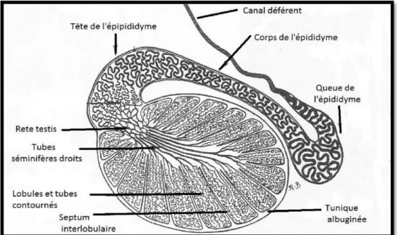 Figure 3:  Schéma de la conformation interne du testicule et de l’épididyme.