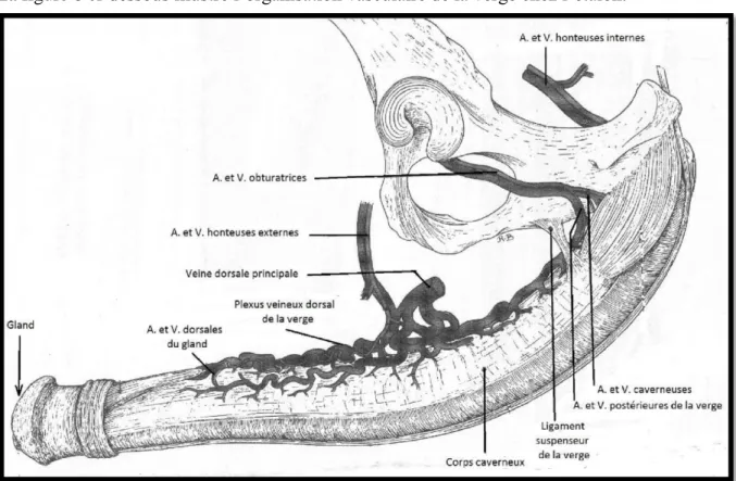 Figure 8: Vascularisation de la verge chez l’étalon. A. : artère, V. : veine. (BARONE, 2001) 
