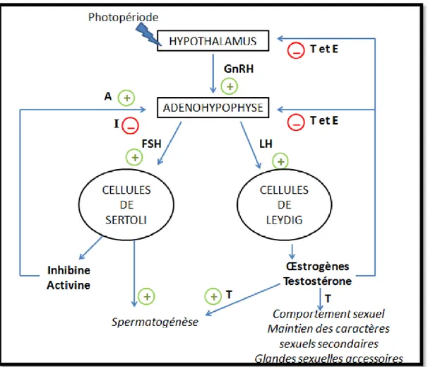 Figure 12:  Schéma de la régulation endocrinienne de la fonction de reproduction chez  l’étalon