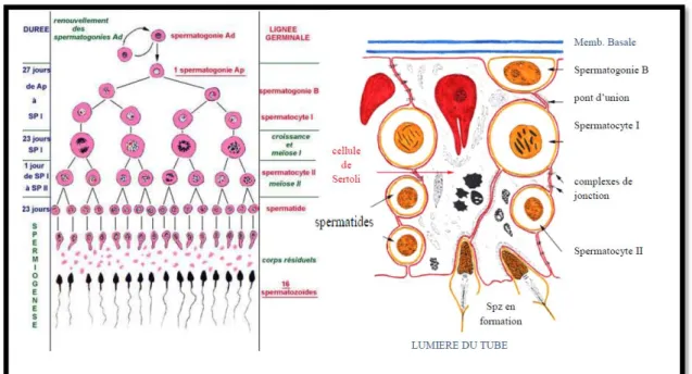 Figure 14:  la spermatogenèse (d’après Nicole Vacheret) 