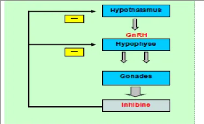Figure 06: Interaction Inhibine – Axe hypothalamo- hypothalamo-hypophysaire [136]. 