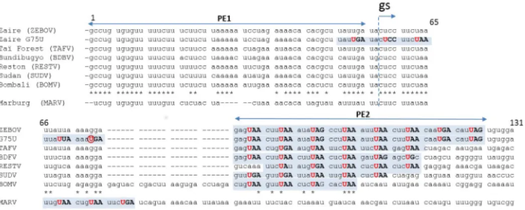Fig 1. Filovirus bipartite promoters. This alignment of the EBOV/U7 genome 3 0 ends is based on the premise that genomes are assembled directly from their 5 0 ends, 6 nt/NP protomer, generating genome hexamer phase where only nt in hexamer positions 3, 4, 