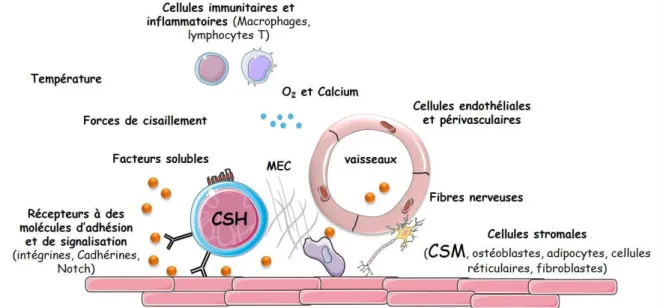 Figure 2 : Représentation schématique des différents acteurs cellulaires impliqués dans la niche des CSHs