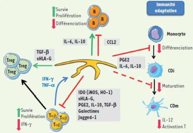 Figure 5 : Effets des MSCs sur les cellules de l’immunité adaptative (Tarte k et al. Medecine sciences, 2011)