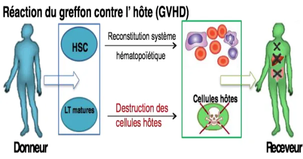 Fig  6 :  La  réaction  du  greffon  contre  l’hôte  (GVHD).  Les  lymphocytes  T  allo-spécifiques  présents  dans  le  greffon et initialement activés par la présentation d’allo-antigènes (molécules HLA différents entre donneur  et receveur de greffe,  s