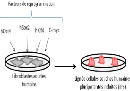 Figure  8  Les  cellules  souches  pluripotentes  induites,  source  de  cellules  thérapeutiques