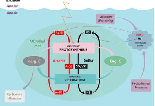 Fig. 4 Model of Archean arsenic and sulfur cycling. Conceptual model of arsenic and sulfur cycling in the Archean based on observations of contemporary mats in the La Brava channel