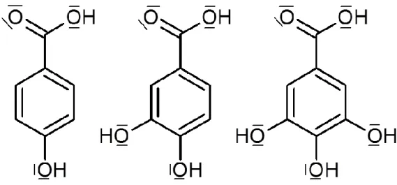 Figure 1. H 2 Phb, H 2 Proto, H 2 Gal (from left to right) 