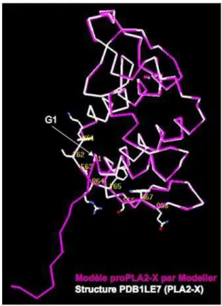 Figure 6: modèle structural de la prohGX sPLA2. Le propeptide de 11 acides aminés (en violet) est du  côté N-terminale de l’enzyme