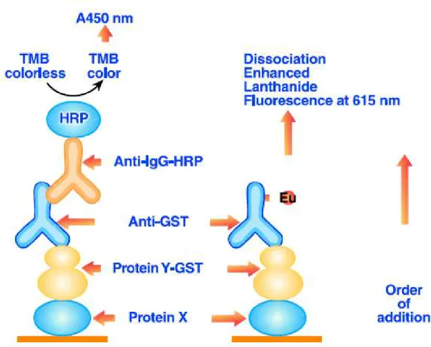 Figure 7:  Principe  de  la  technique  de  TR-FIA  (Time-Resolved  Fluoroimmunassay)