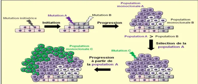 Figure 3. La sélection clonale. Une mutation initiatrice provoque l’apparition  d’une population monoclonale de cellules transformées