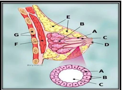 Figure 4 : Structure anatomique du sein.(Association essentiel ,cancer du sein,Novembre  2012) 