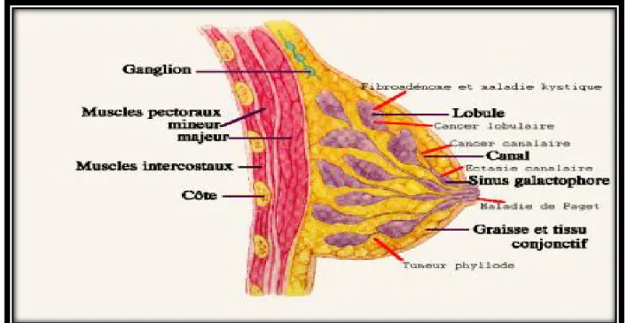 Figure 10 : représente les type de cancer du sein (le Réseau Manitoba Breast &amp;Women’s  Cancer Network 2016) 