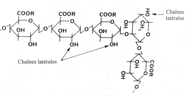Figure 5 : Structure chimique idéalisée des pectines (d’après Voragen et al.,1995) 