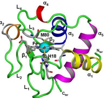 Figure  1.  Crystal  structure  of  horse  cytochrome  C  (CYTC)  (PDB  code:  1HRC)  exhibits  45  %  helical  (α 1-5 ), 5 %, 2 β sheets ( β 1-2 ) and 4 majors loops (L 1-4 )