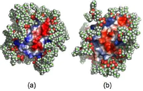 Figure 6. Localization of the 4 permanently bound AOT molecules around the 8 lysines of the protein in  CW-M1